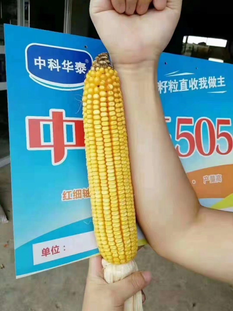 中科玉505国审玉米种