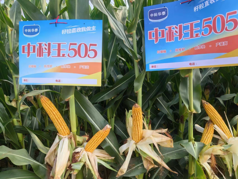 中科玉505国审玉米种