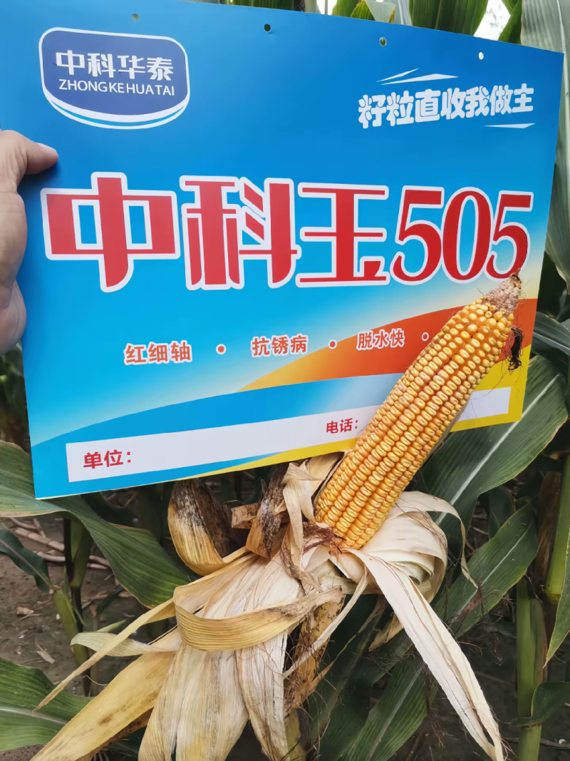 中科玉505国审玉米种