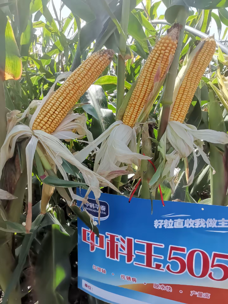 中科玉505国审玉米种
