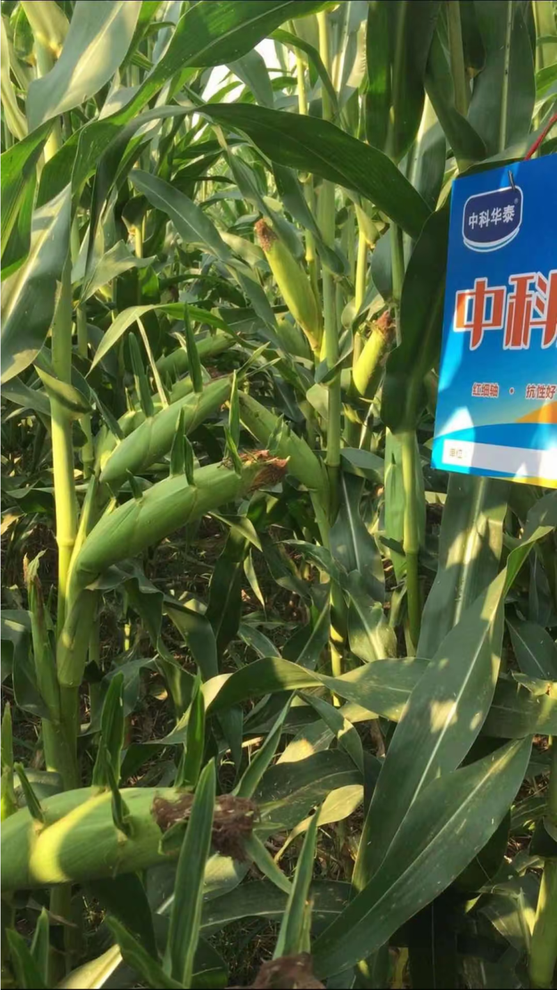 中科玉505国审玉米种