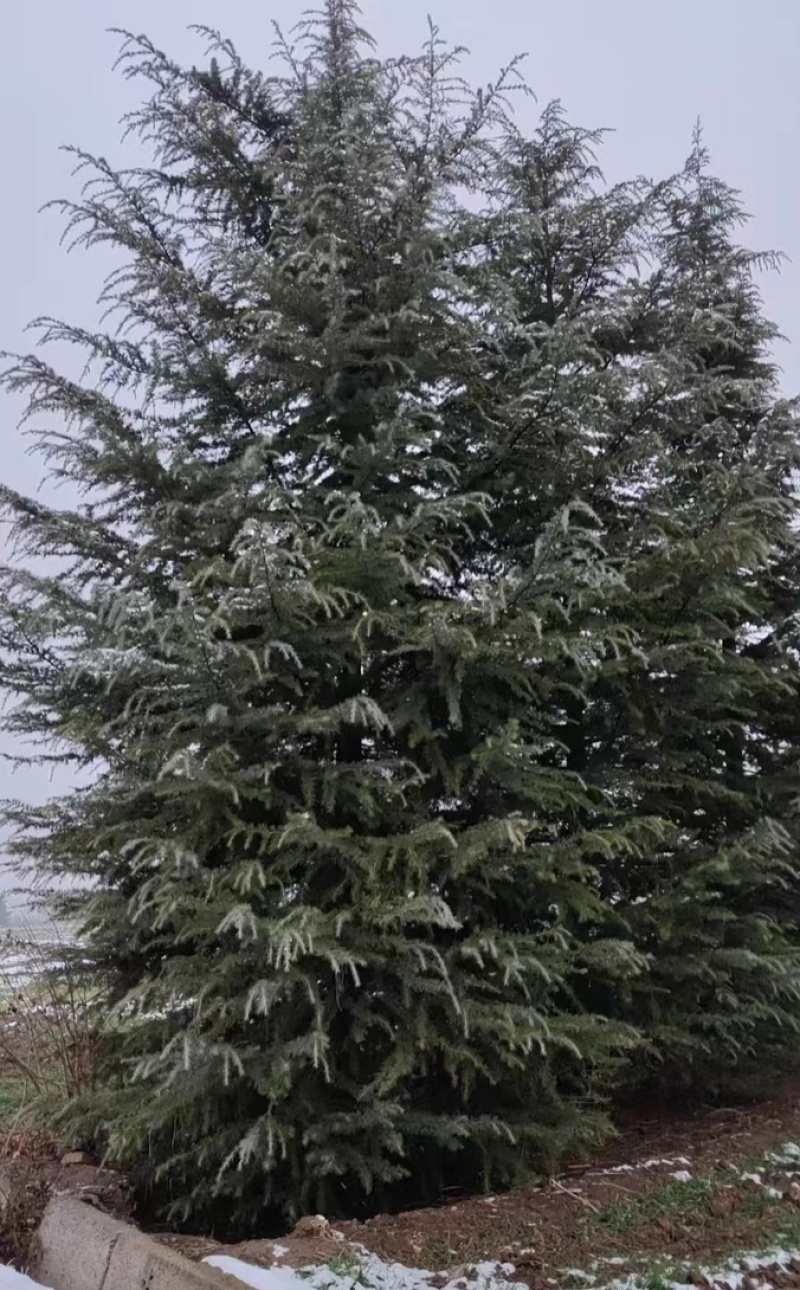 雪松苗木白皮松苗木