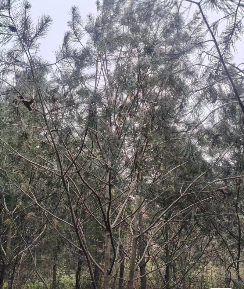 雪松苗木白皮松苗木