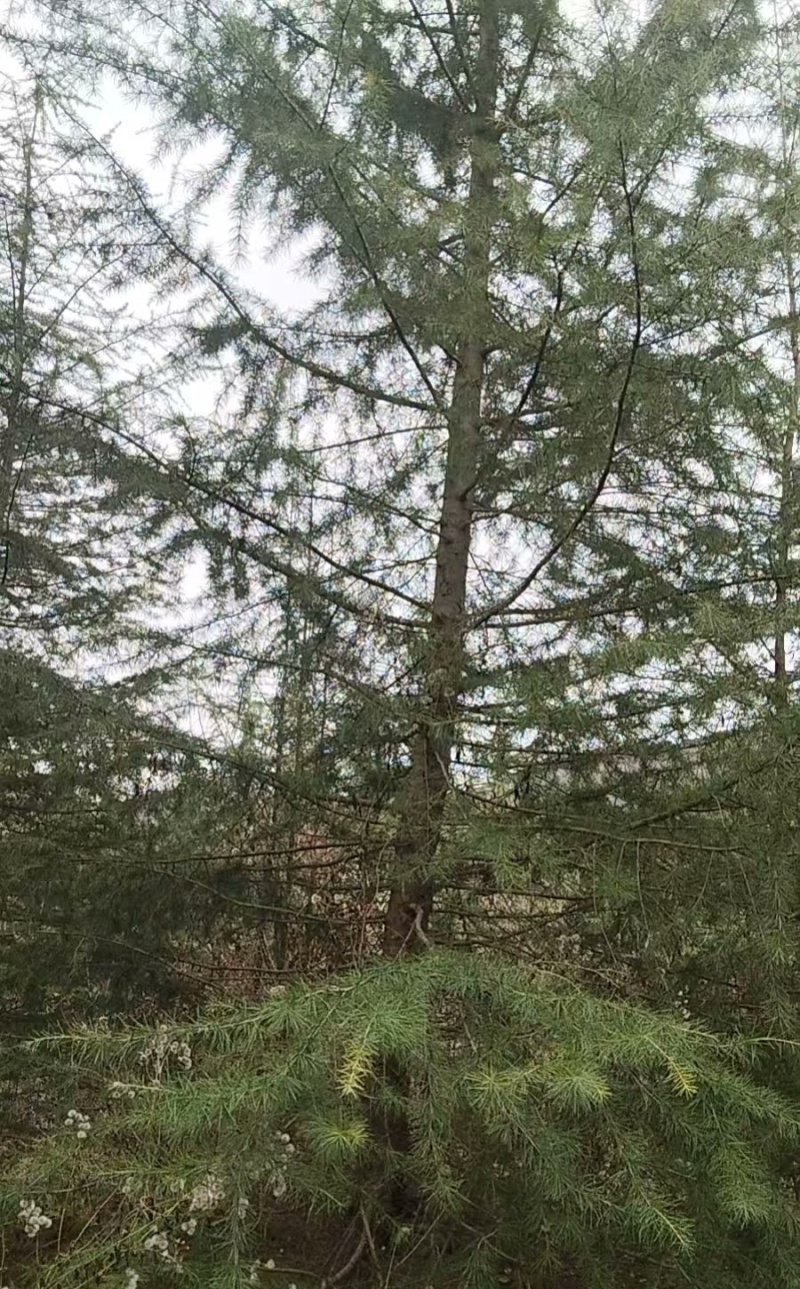 雪松苗木白皮松苗木
