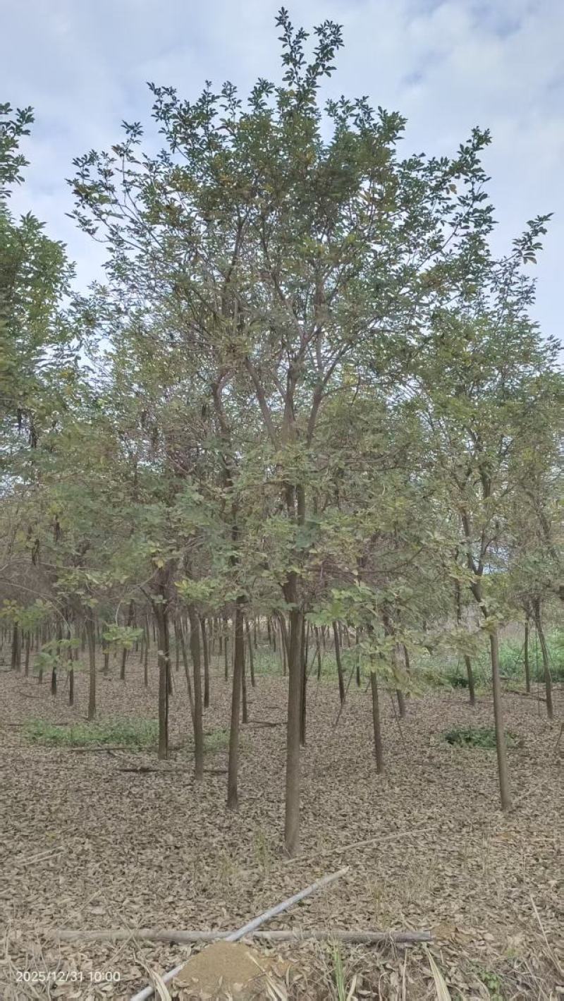 黄花风铃木