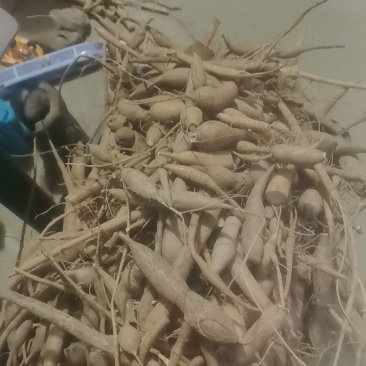 野生小叶甘草牛大力