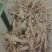 野生小叶甘草牛大力