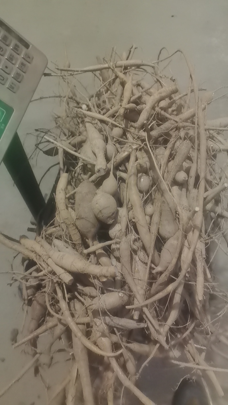 野生小叶甘草牛大力