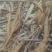 野生小叶甘草牛大力