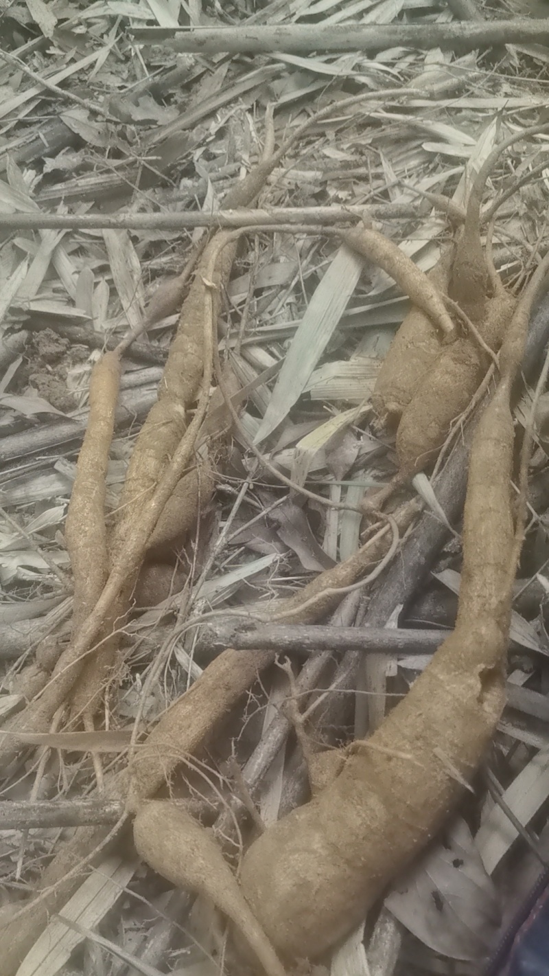 野生小叶甘草牛大力