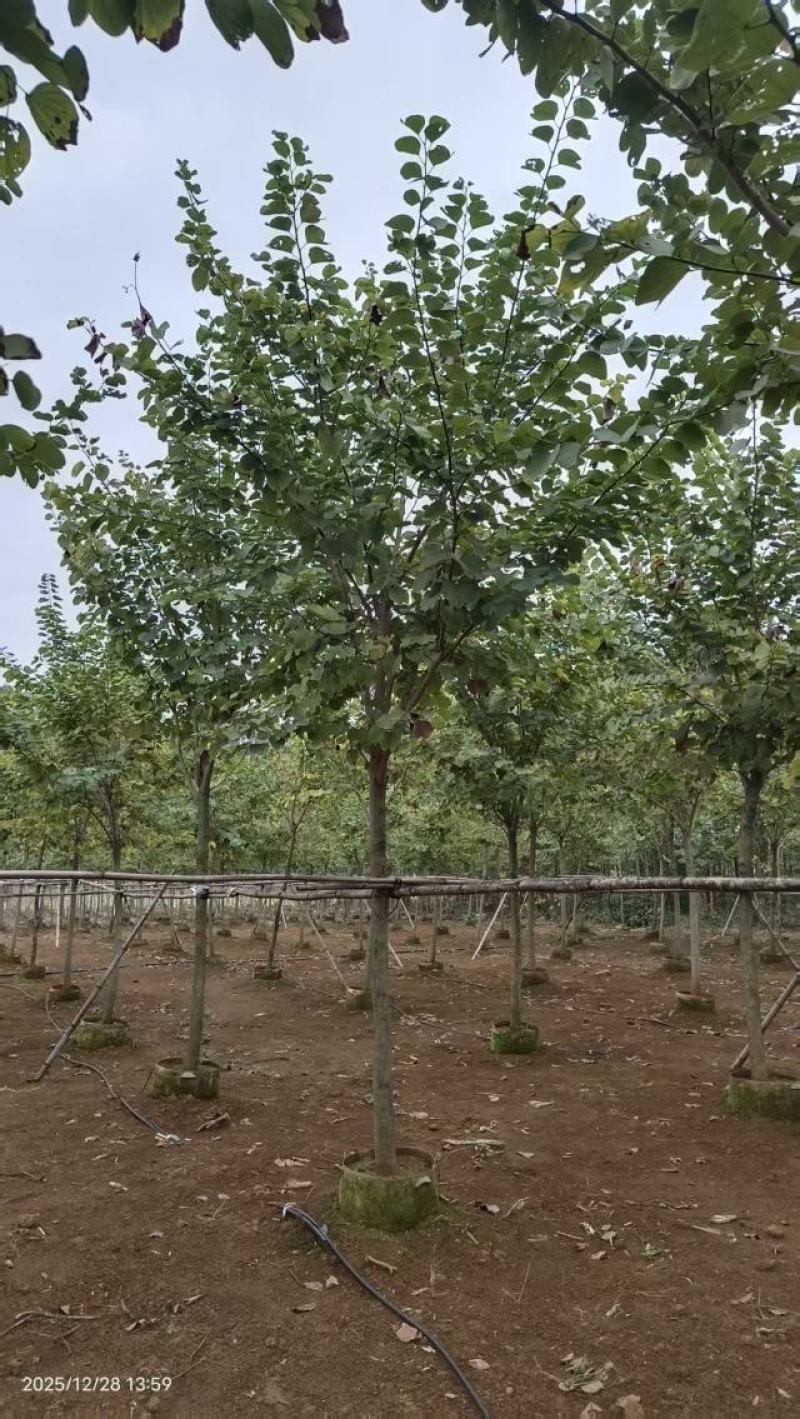 宫粉紫荆