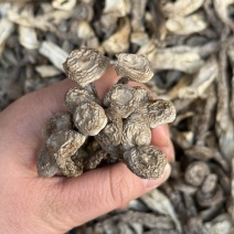 鹿茸菇嫩仔