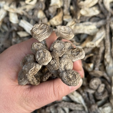 鹿茸菇嫩仔