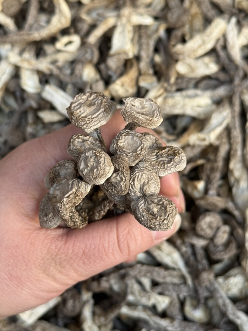 鹿茸菇嫩仔