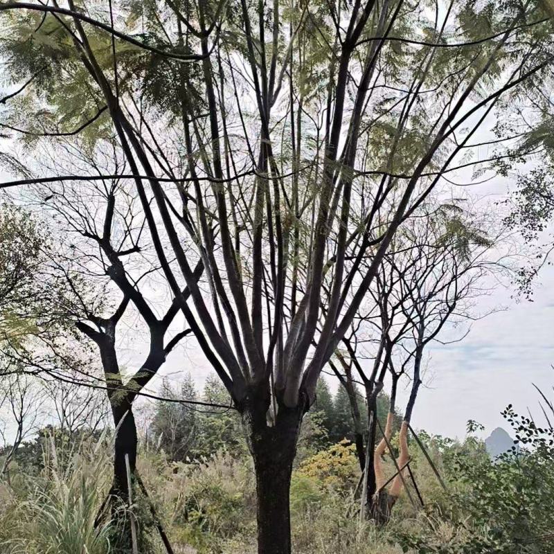蓝花楹