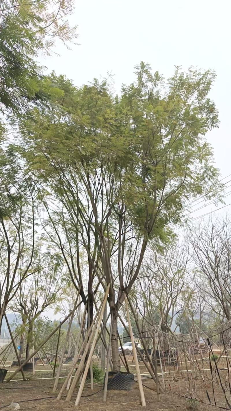 蓝花楹