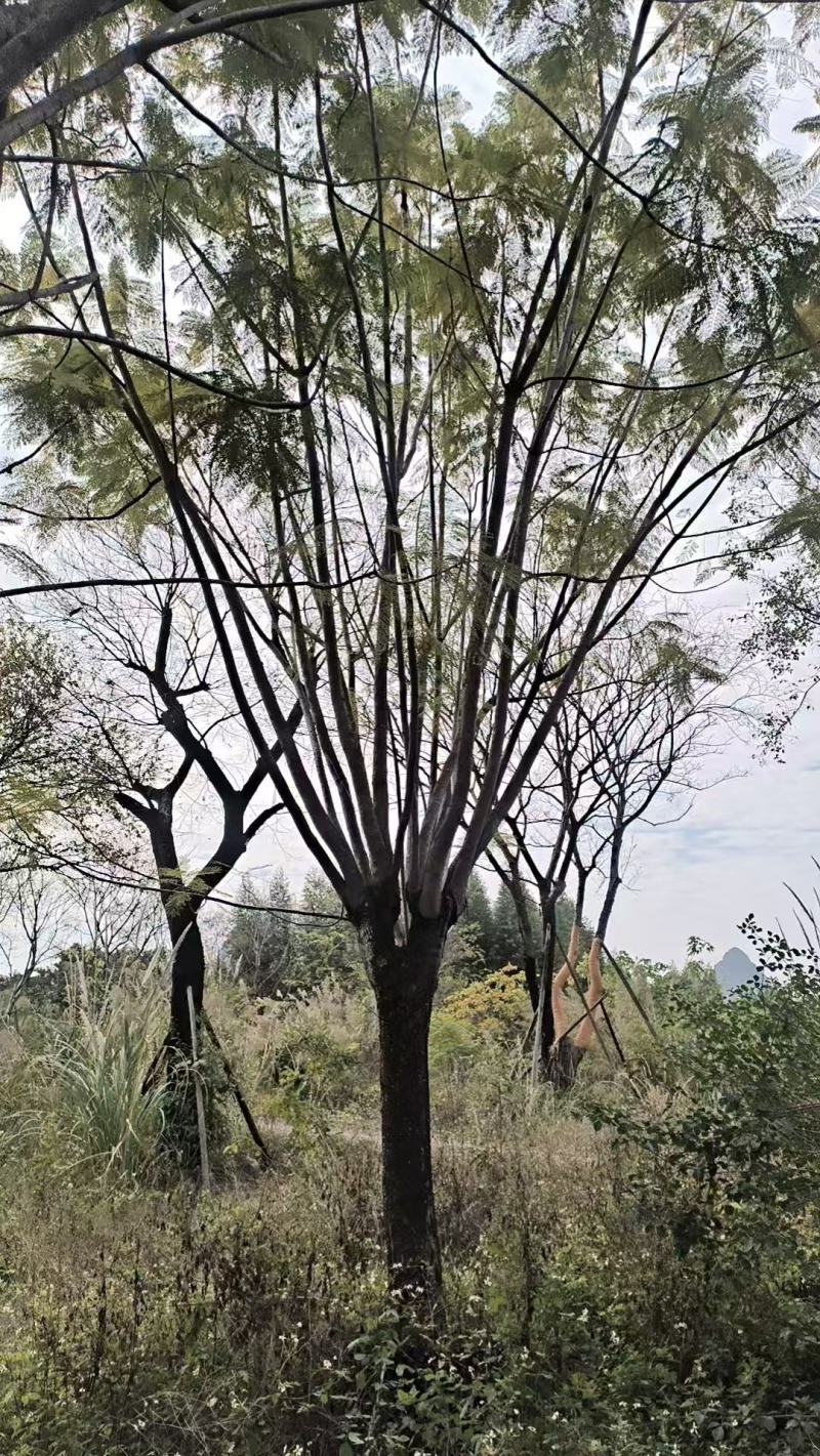 蓝花楹