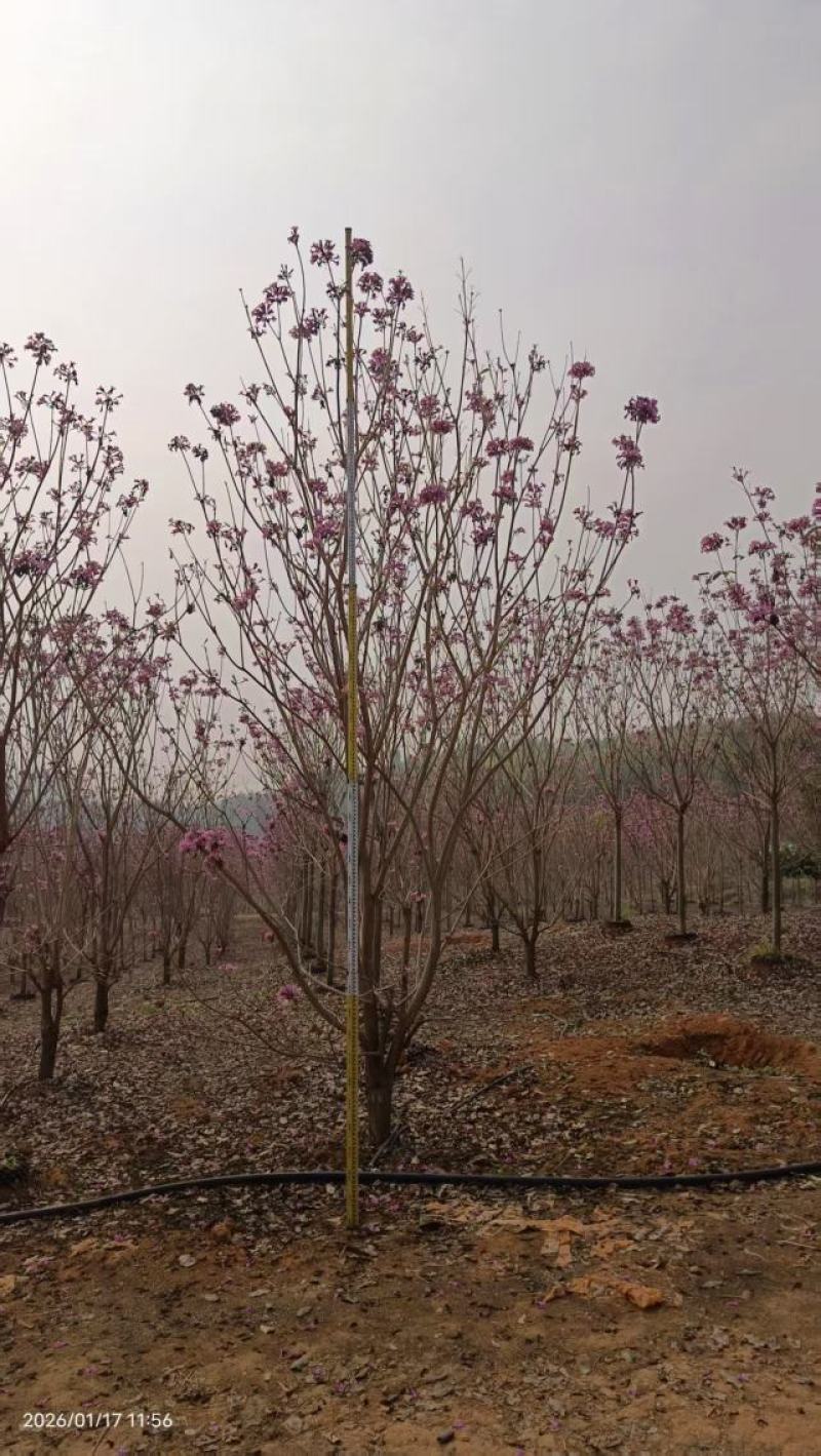 紫花风铃木