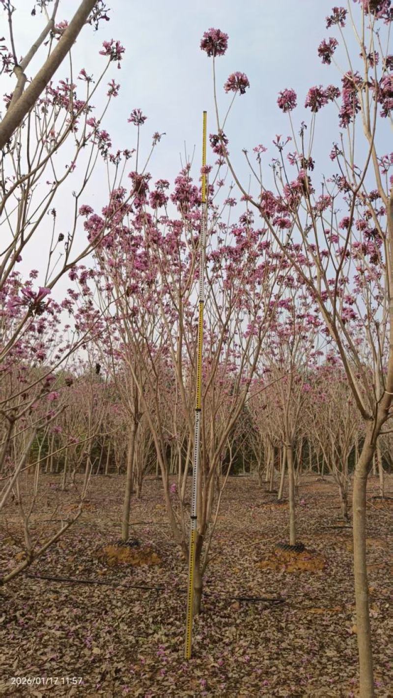紫花风铃木