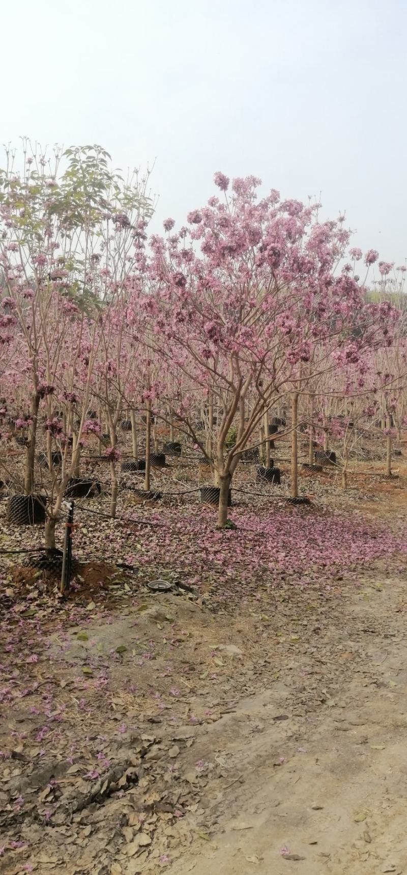 紫花风铃木
