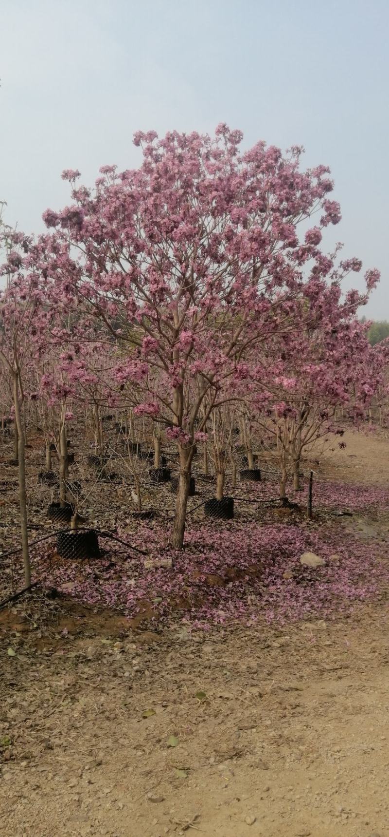 紫花风铃木