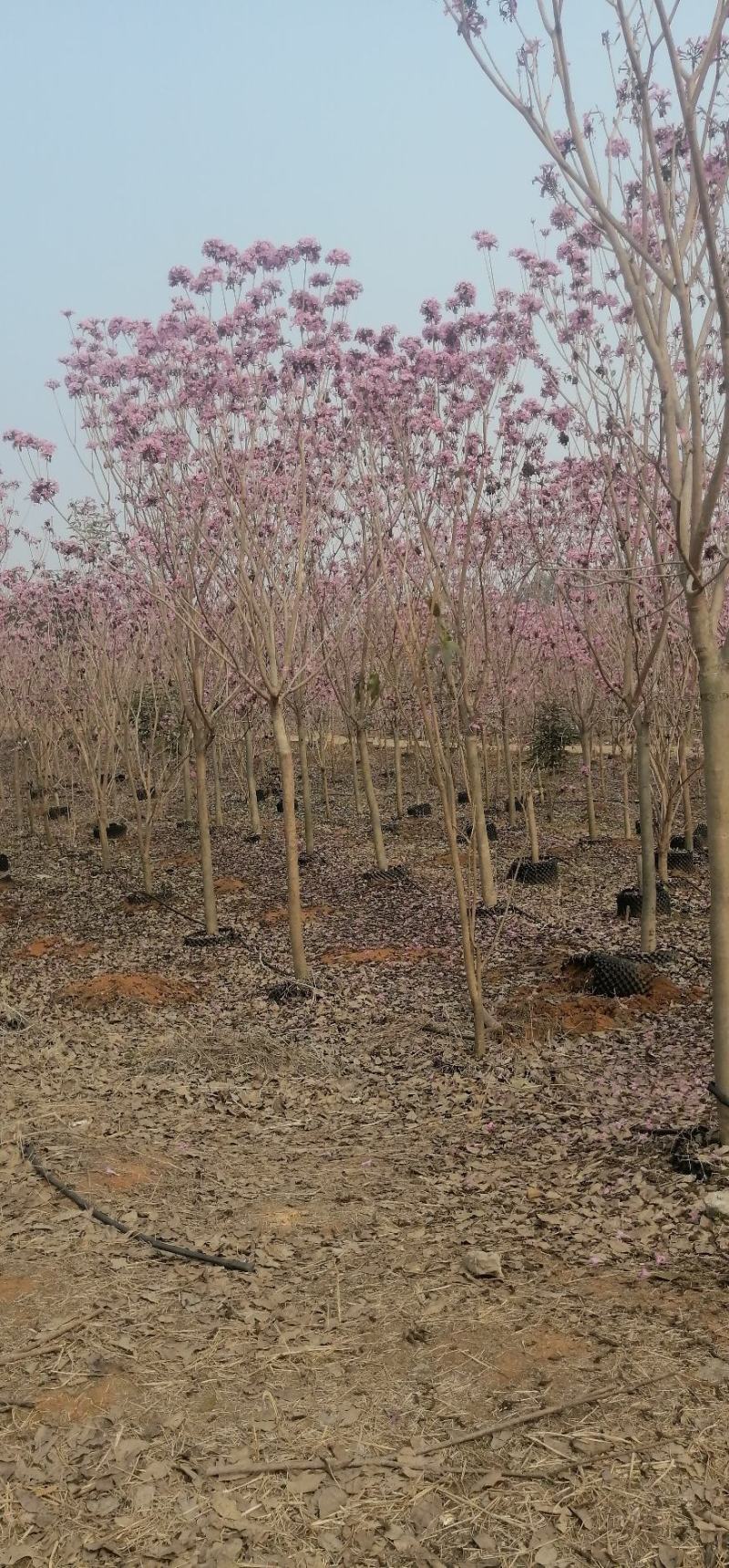紫花风铃木
