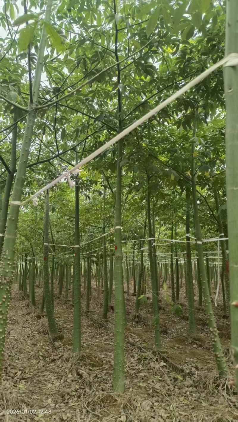 美丽木棉