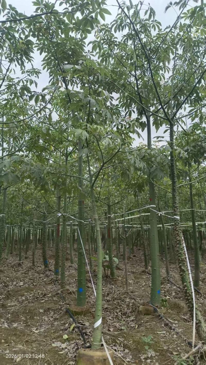 美丽木棉