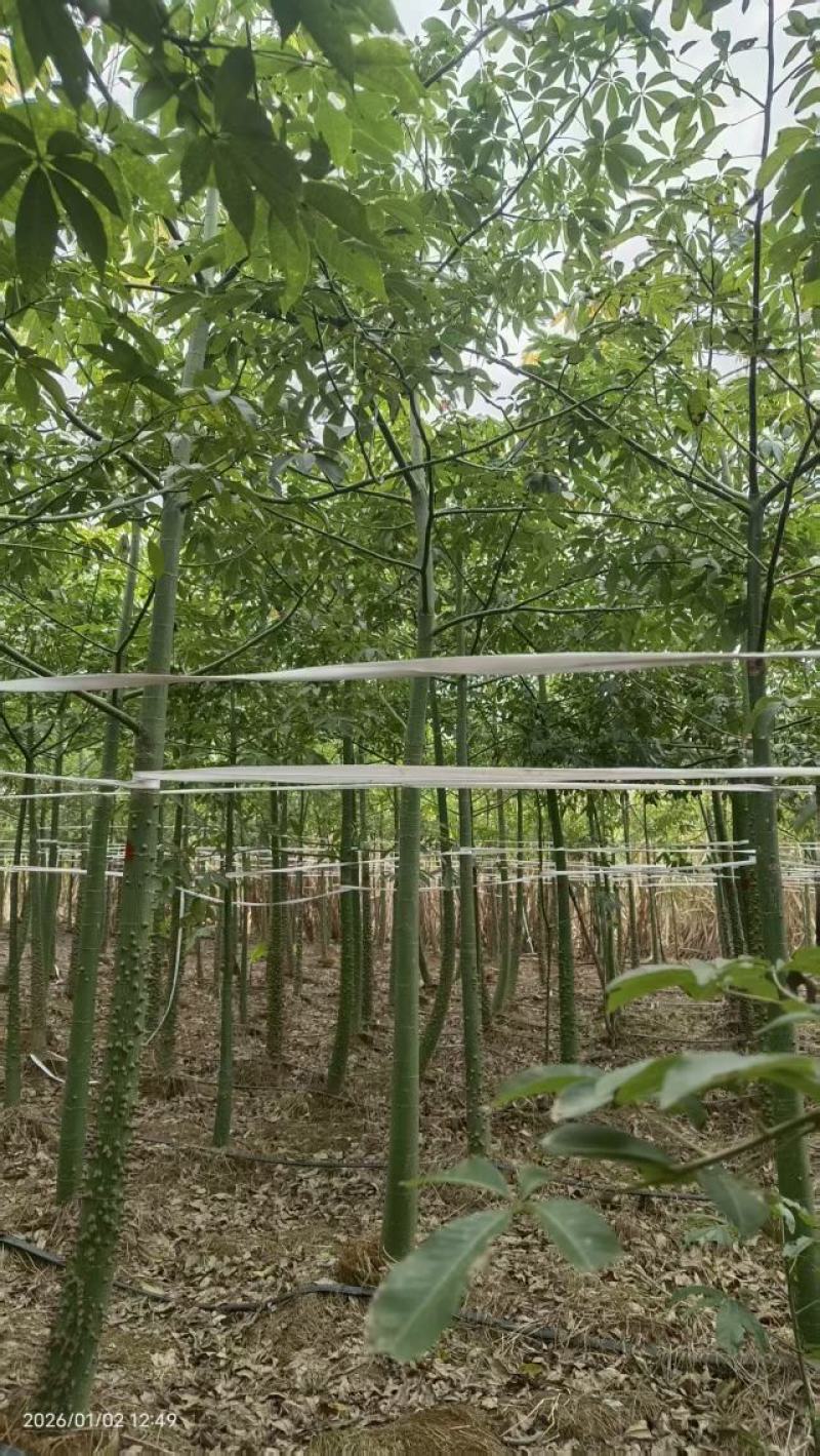美丽木棉