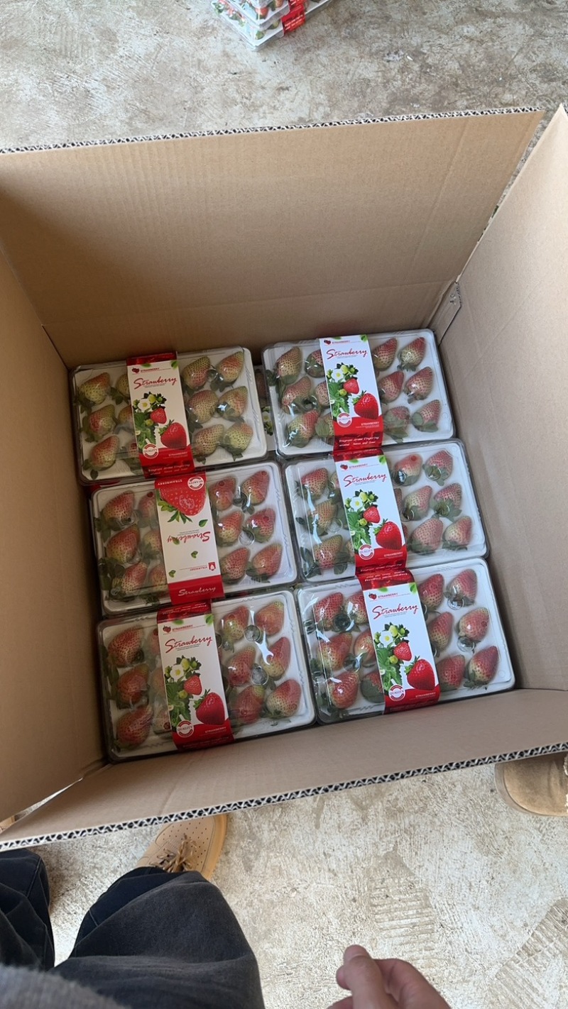 玉溪香野草莓🍓