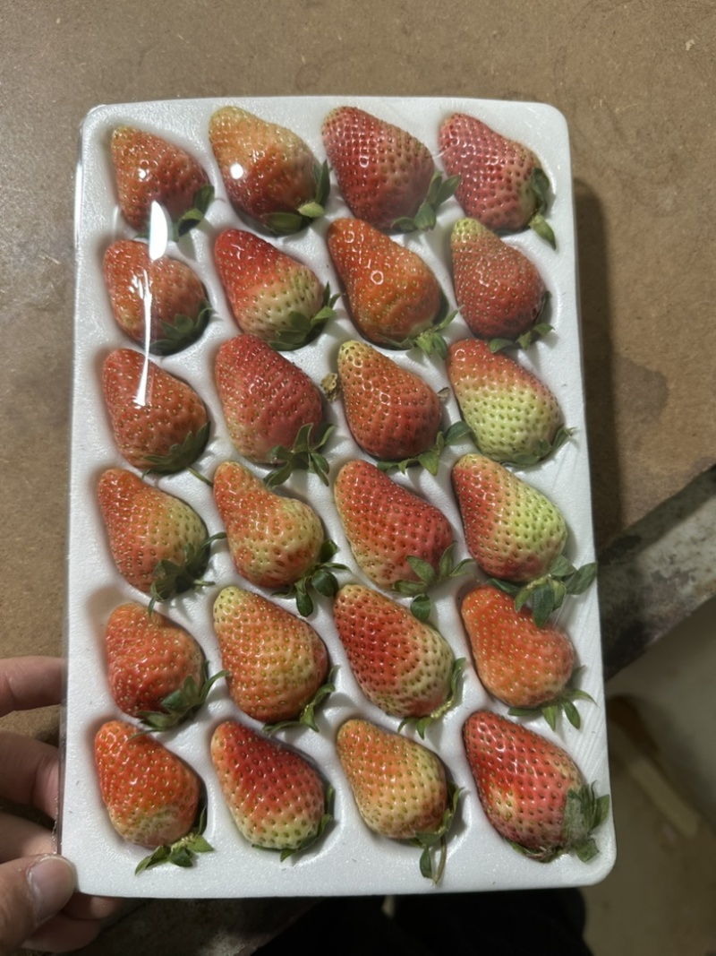 玉溪香野草莓🍓