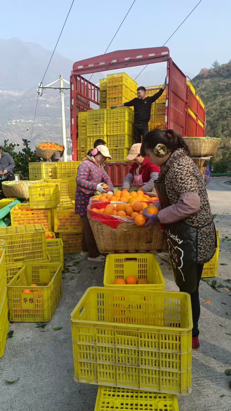 纽荷尔脐橙产地自销，保质保量，欢迎采购，量大从优