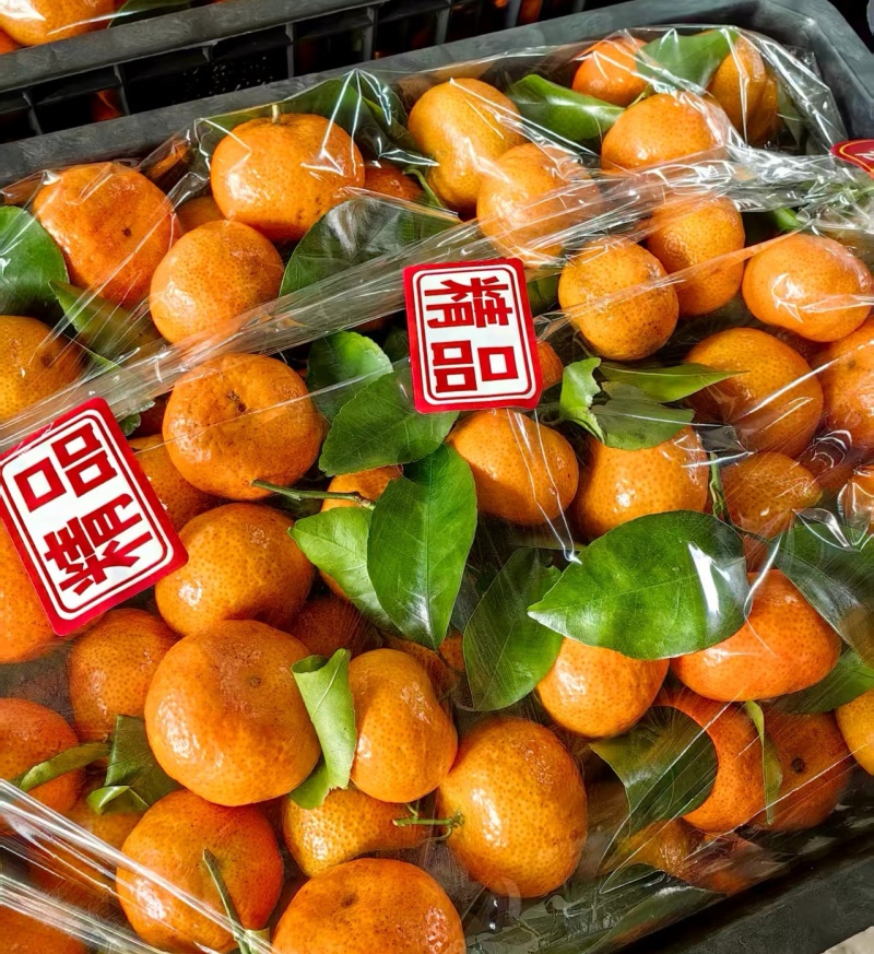 广西砂糖橘/砂糖橘/金秋砂糖橘/市场/商超全国/出口
