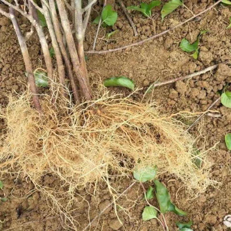 水杨桃实生苗规格齐全货源充足提供技术指导可视频看货
