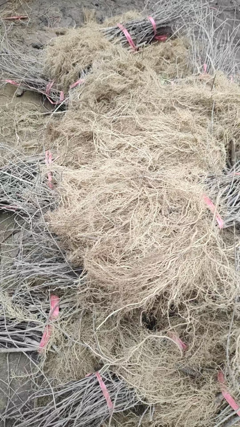水杨桃实生苗规格齐全货源充足提供技术指导可视频看货