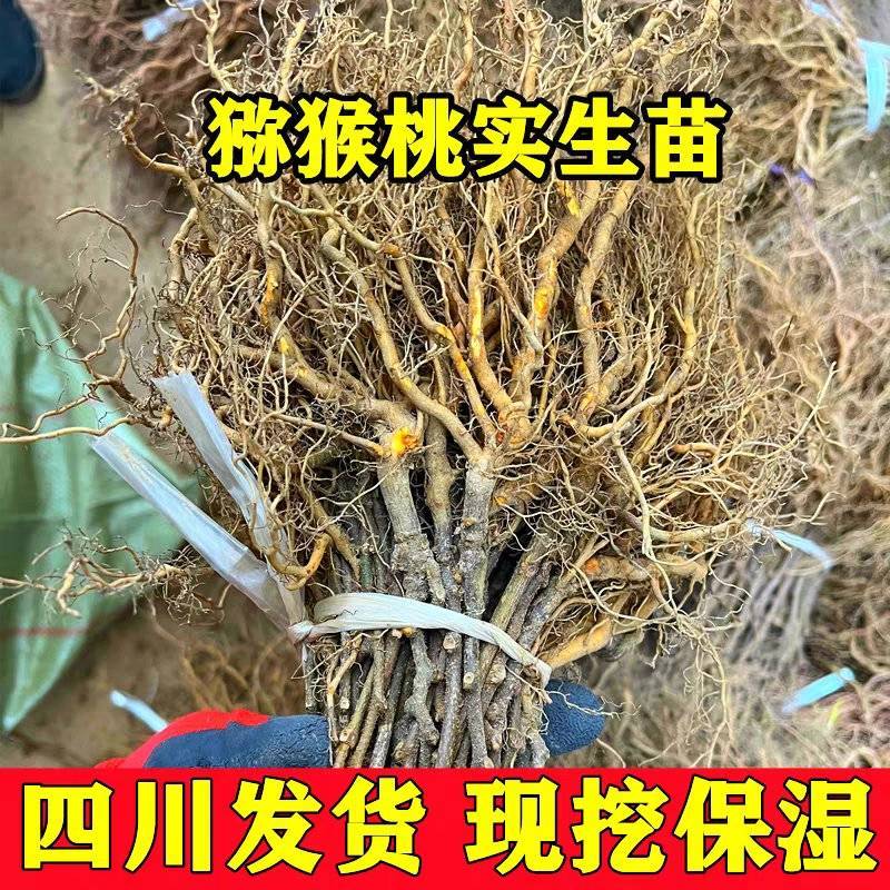 四川红心猕猴桃苗嫁接苗基地直发货源充足提供技术指导