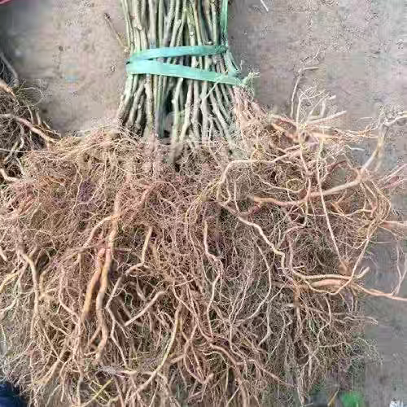 四川红心猕猴桃苗嫁接苗基地直发货源充足提供技术指导