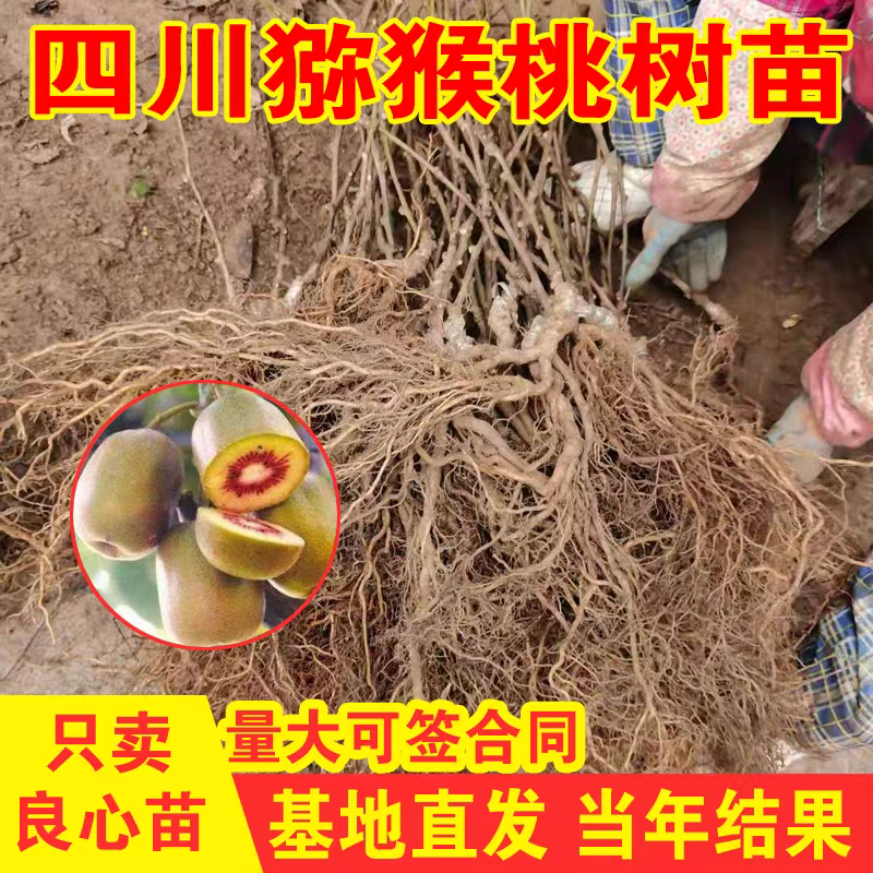 四川红心猕猴桃苗嫁接苗基地直发货源充足提供技术指导