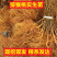 四川红心猕猴桃苗嫁接苗基地直发货源充足提供技术指导