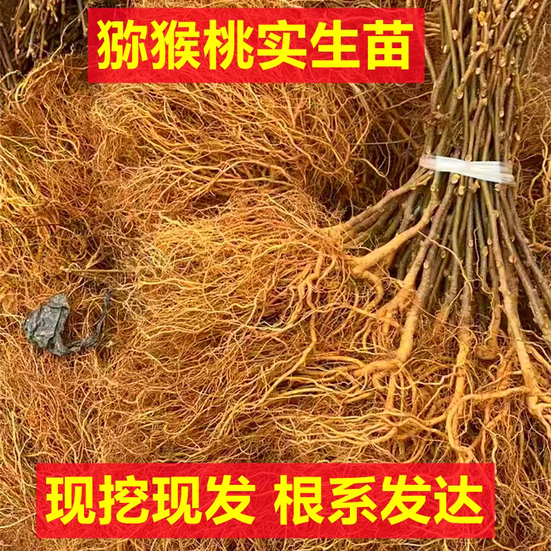 四川红心猕猴桃苗嫁接苗基地直发货源充足提供技术指导