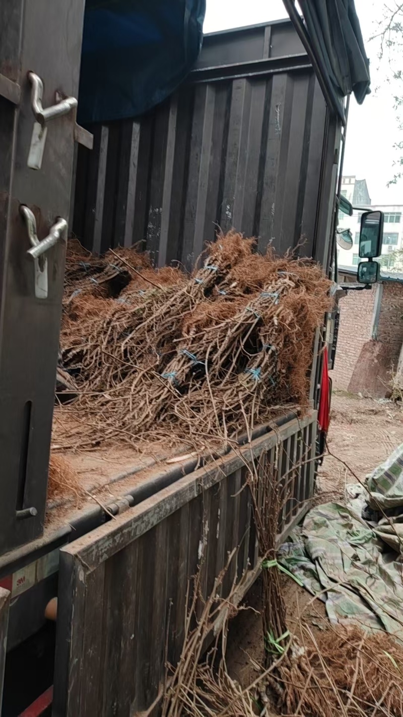 四川红心猕猴桃苗嫁接苗基地直发货源充足提供技术指导