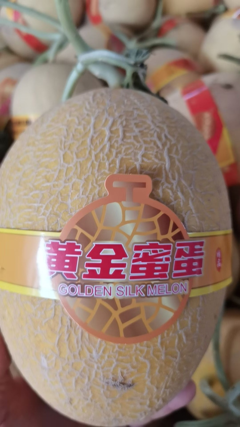 凤金6号海南哈密瓜/产地直发/实力代办欢迎来电