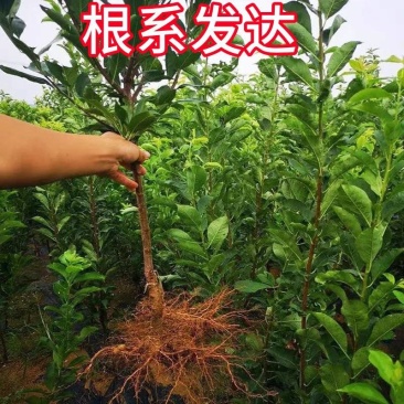 四川李子苗规格齐全品种齐全可视频看货提供技术指导