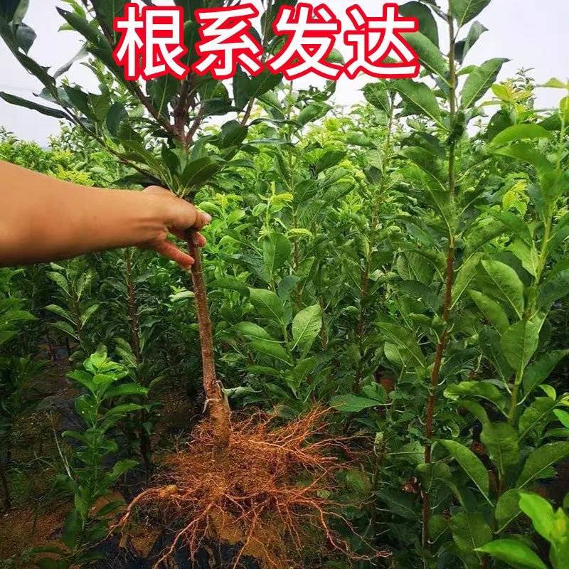 四川李子苗规格齐全品种齐全可视频看货提供技术指导