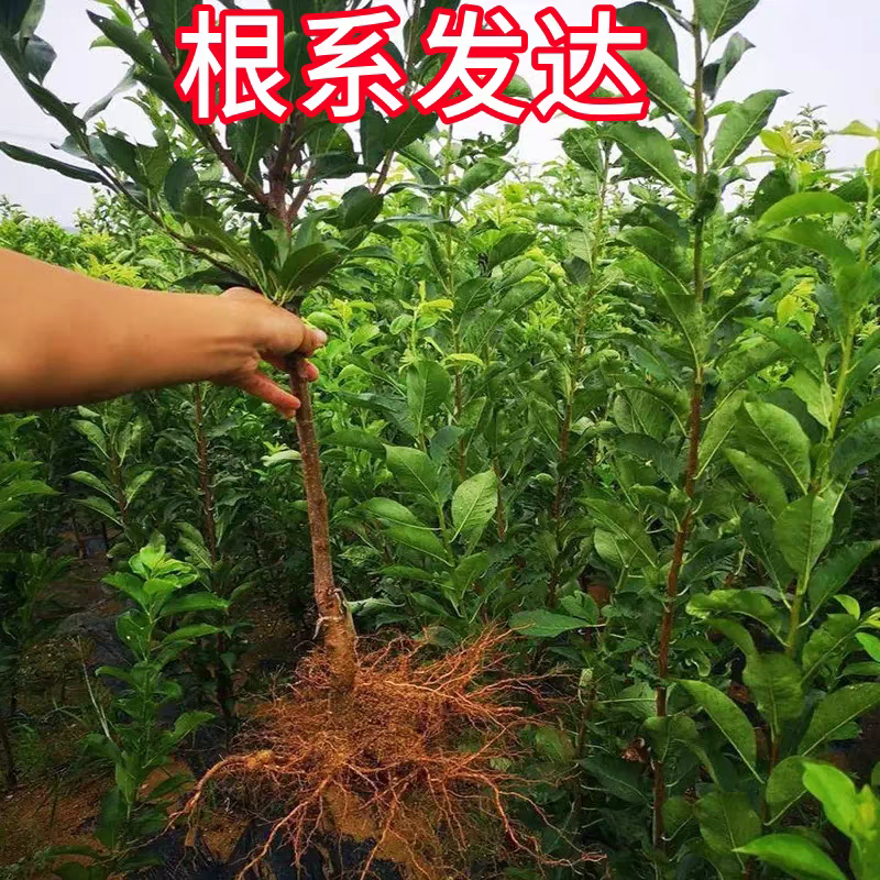 四川李子苗规格齐全品种齐全可视频看货提供技术指导