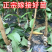 四川李子苗规格齐全品种齐全可视频看货提供技术指导