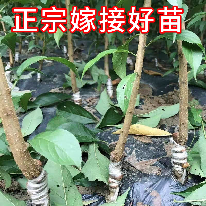 四川李子苗规格齐全品种齐全可视频看货提供技术指导
