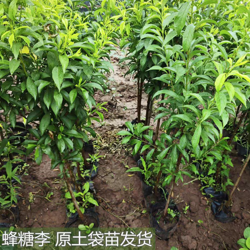 四川李子苗规格齐全品种齐全可视频看货提供技术指导
