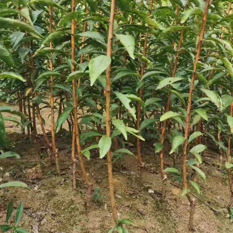 四川李子苗规格齐全品种齐全可视频看货提供技术指导