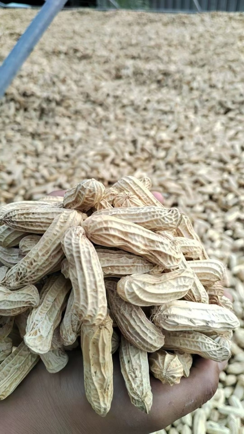 黑花生云南七彩花生富硒花生精选黑皮花生精选黑花生
